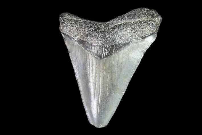 Juvenile Megalodon Tooth - Georgia #83692